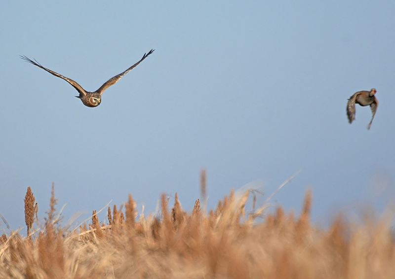 6 - Hen Harrier