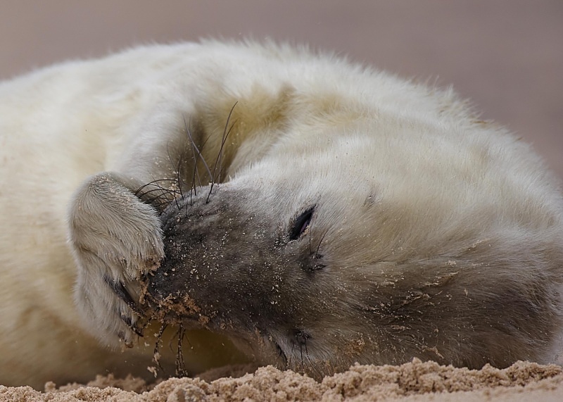 18 - Grey Seal