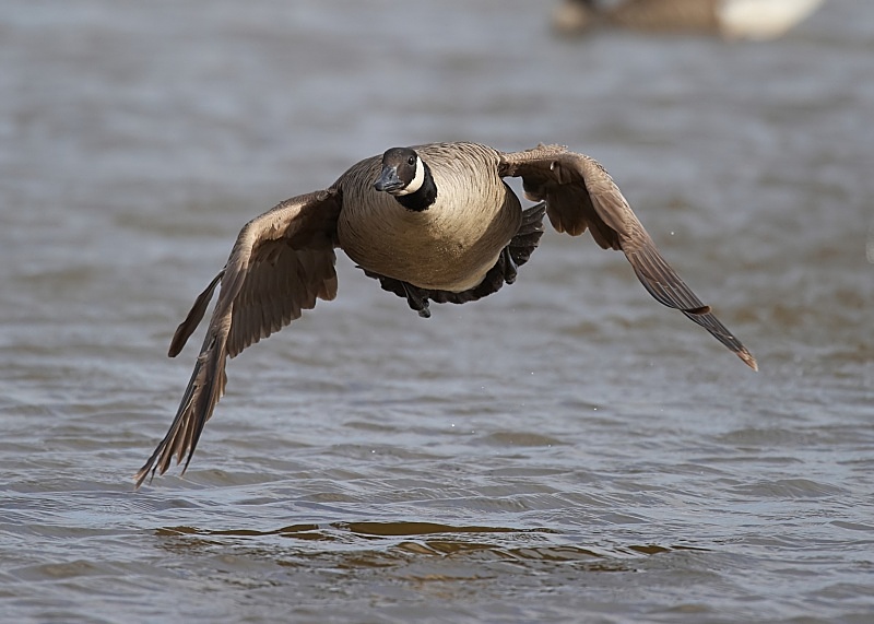 8 - Canada Goose