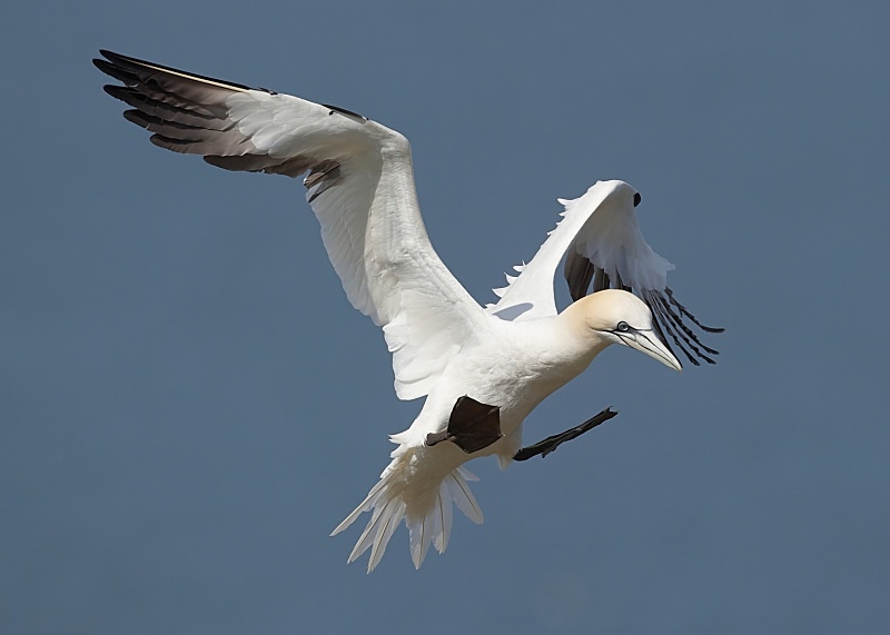 28 - Gannet