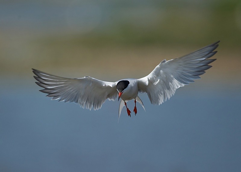 22 - Common Tern