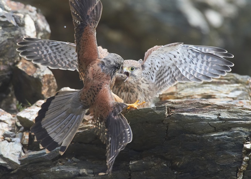 6 - Kestrel