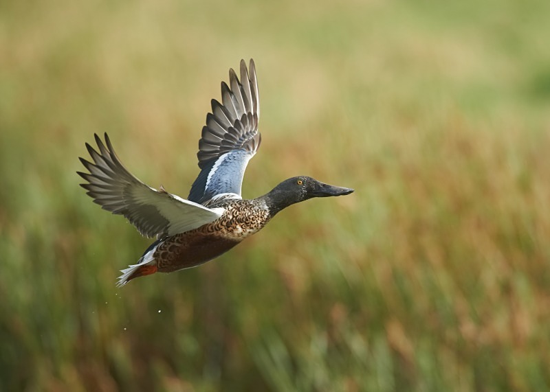 2 - Shoveler