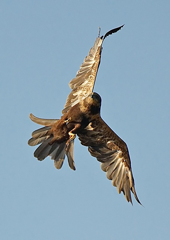 22 - Marsh Harrier