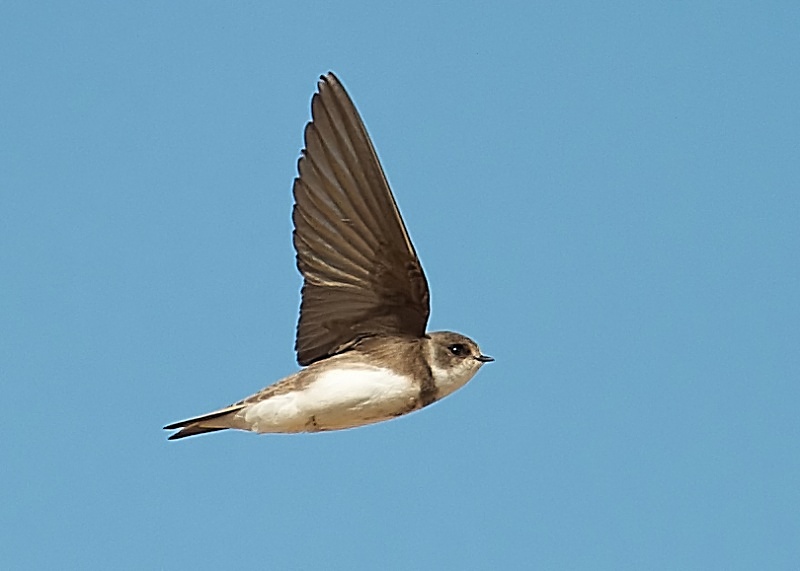 2 - Sand Martin