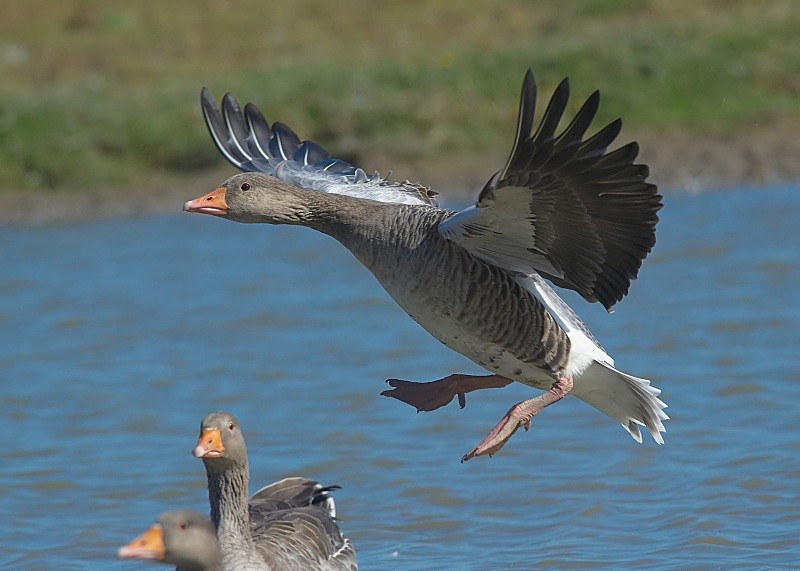 2 - Greylag Goose