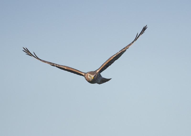 1 - Hen Harrier