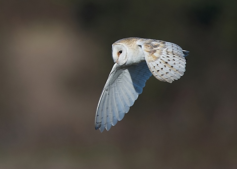 54 - Barn Owl