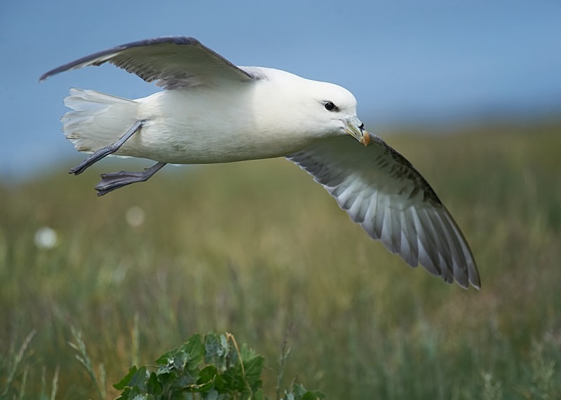 10 - Fulmar