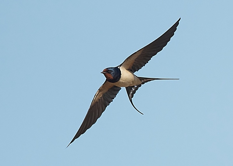 11 - Swallow
