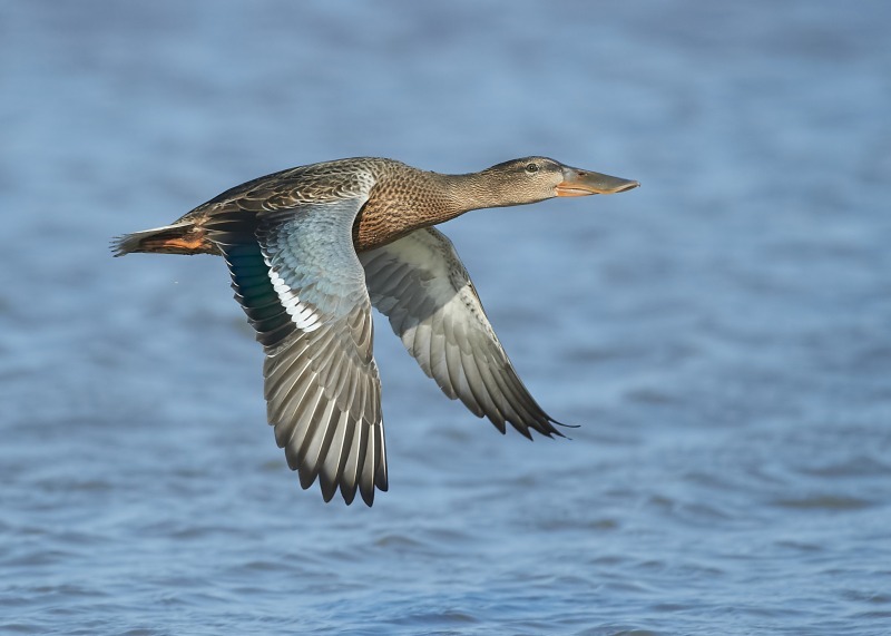 5 - Shoveler