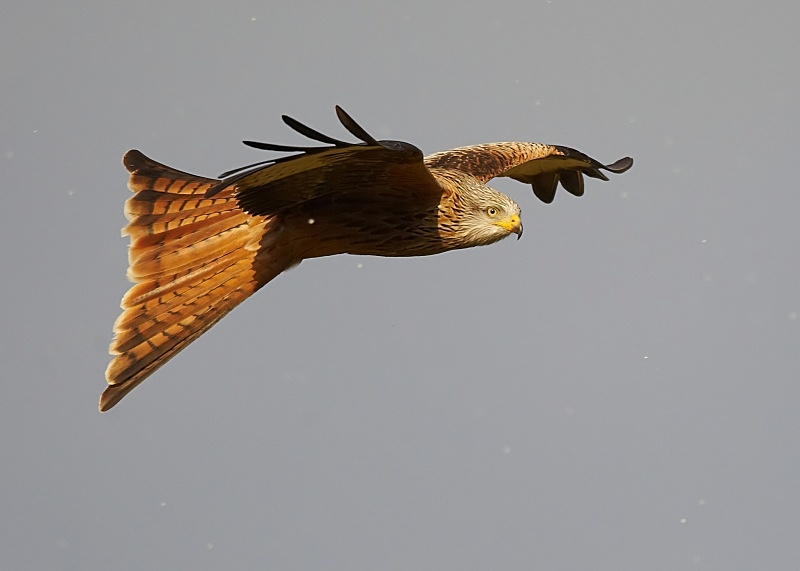 2 - Red Kite