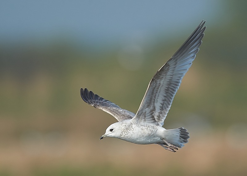2 - Common Gull