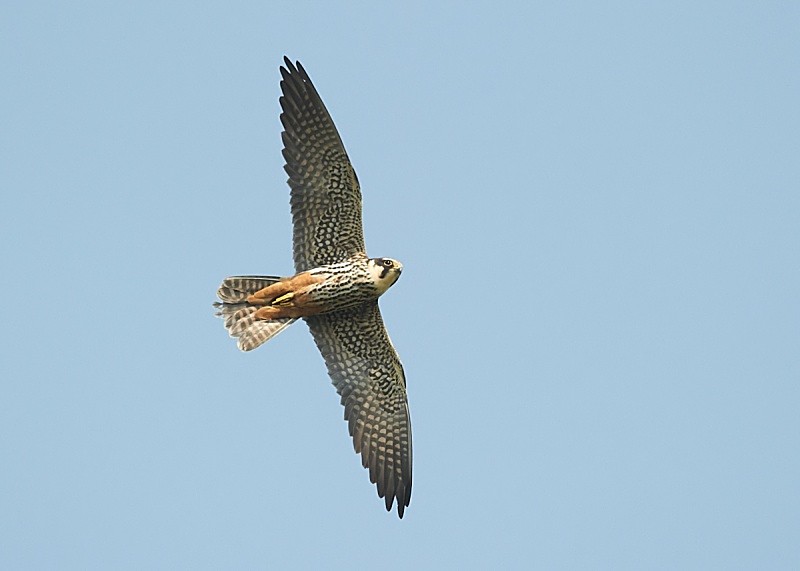 5 - Hobby