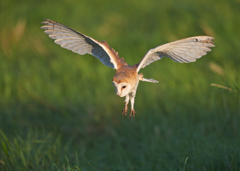 2 - Barn Owl
