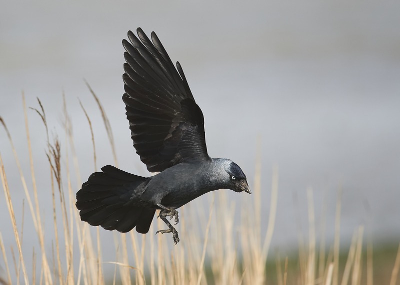 3 - Jackdaw