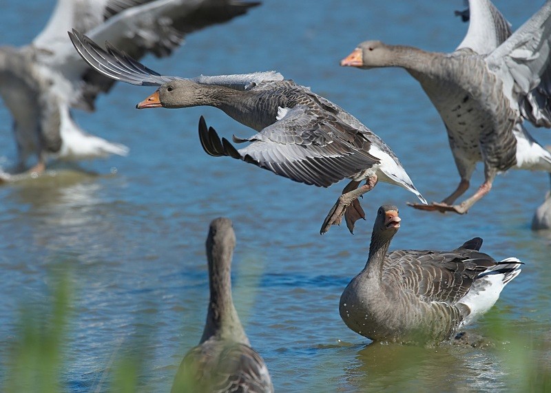 14 - Greylag Goose