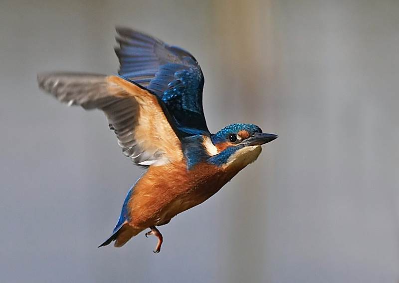 5 - Kingfisher