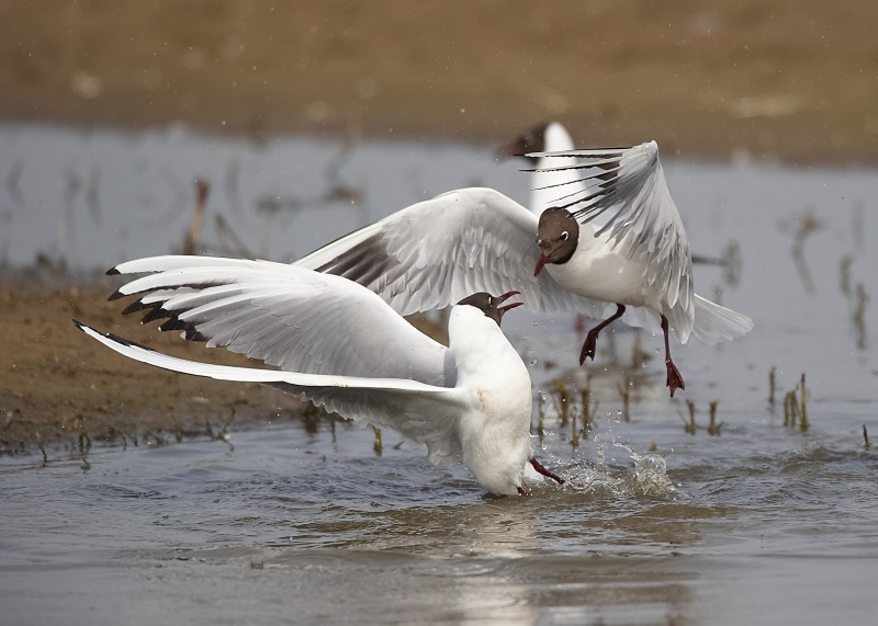 5 - Black-headed Gull