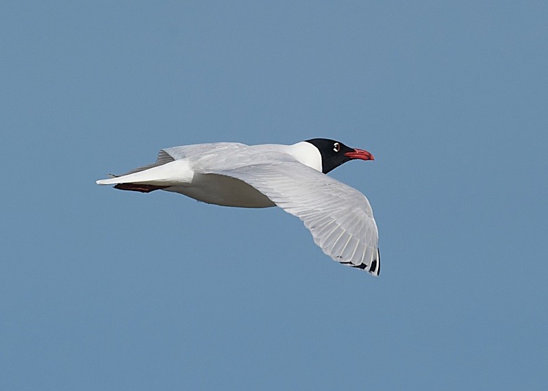4 - Mediterranean Gull
