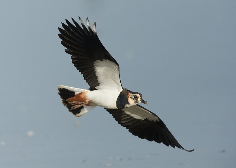 3 - Lapwing
