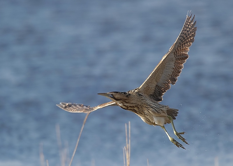 7 - Bittern