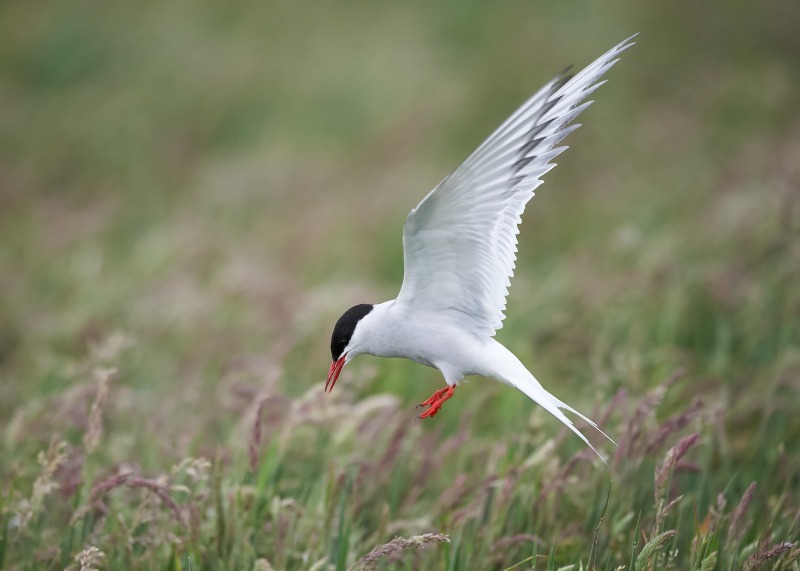 8 - Arctic Tern