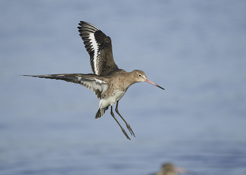 29 - Black-tailed Godwit