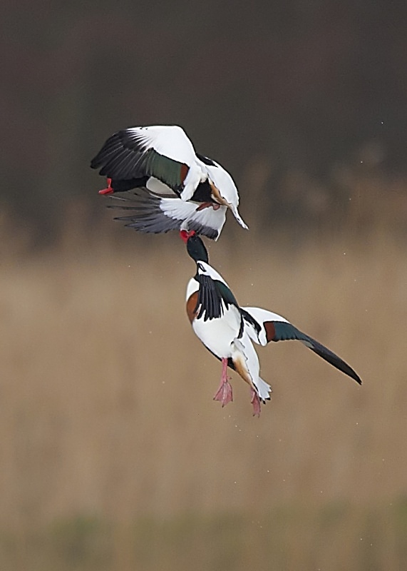 24 - Shelduck