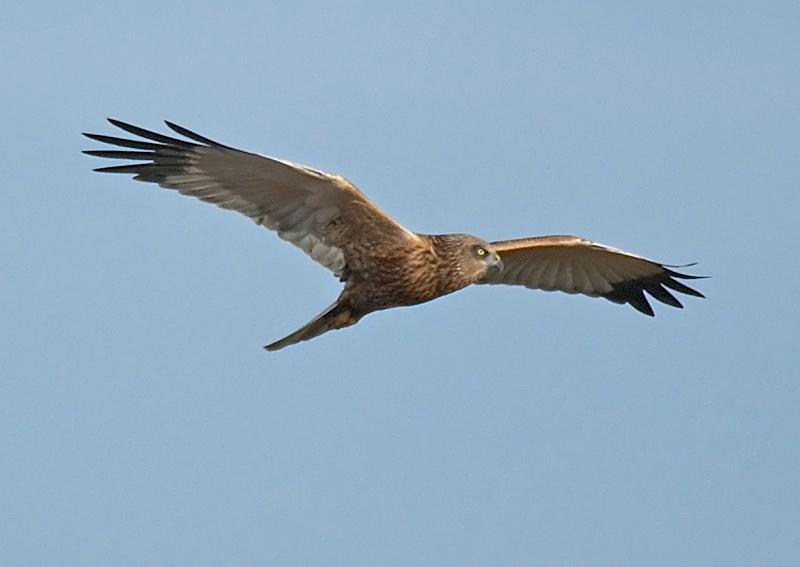 25 - Marsh Harrier