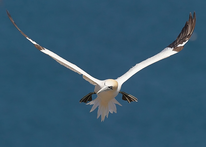 14 - Gannet