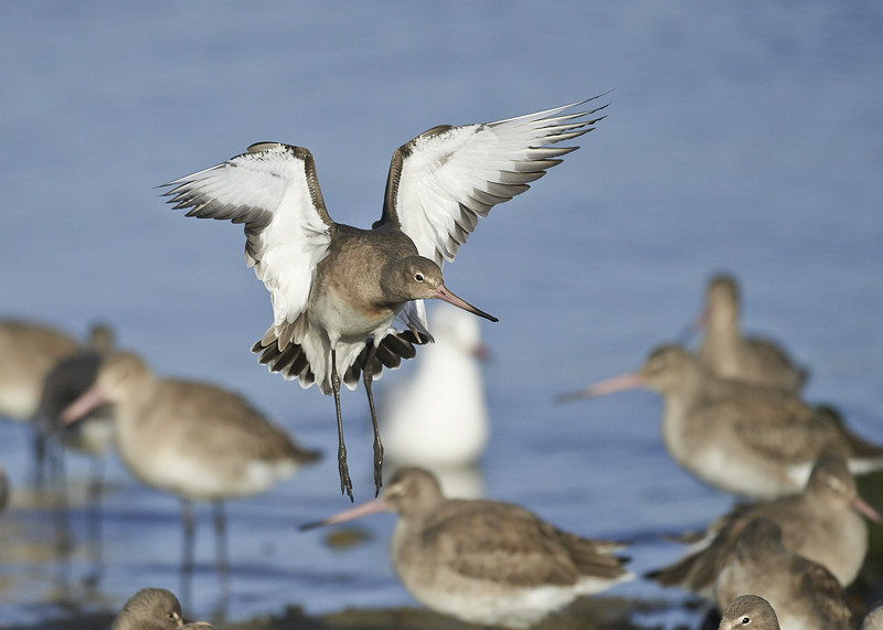 11 - Black-tailed Godwit