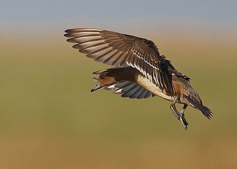 7 - Wigeon
