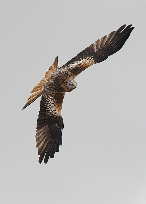 20 - Red Kite