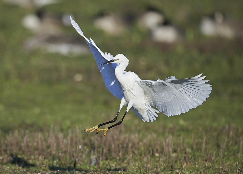  - Little Egret