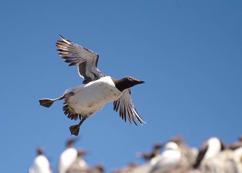 9 - Guillemot