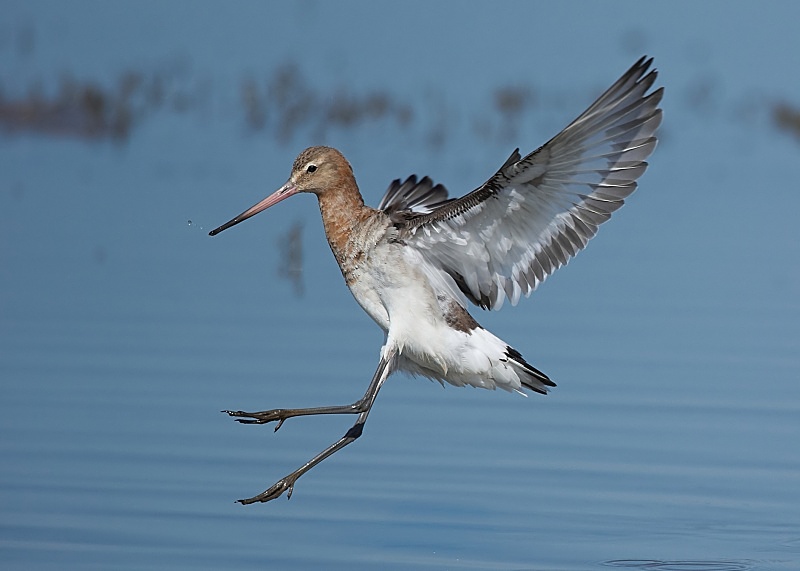 19 - Black-tailed Godwit