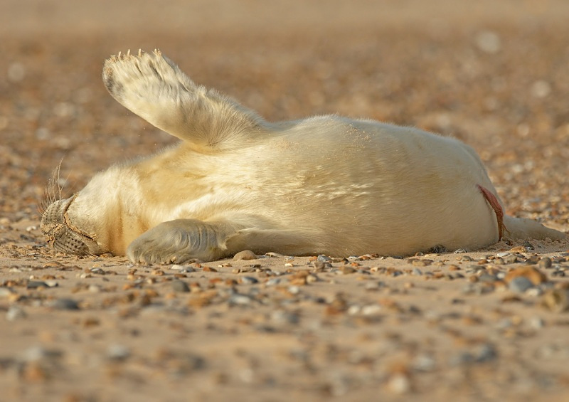 38 - Grey Seal