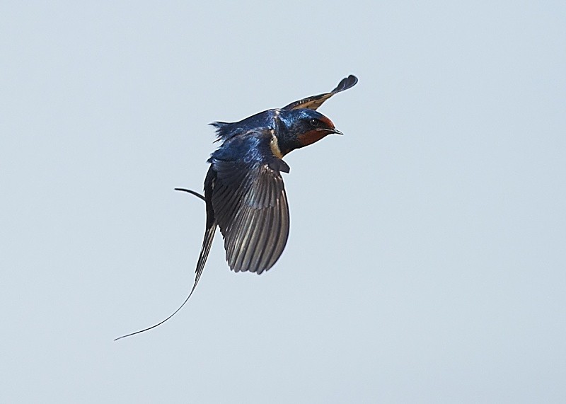 9 - Swallow
