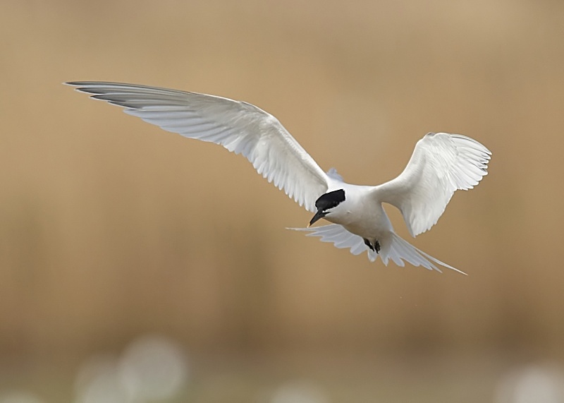 6 - Sandwich Tern