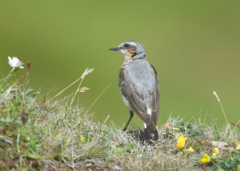 1 - Northern Wheatear