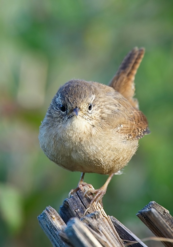 5 - Wren