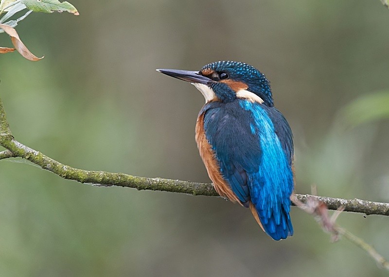 13 - Kingfisher