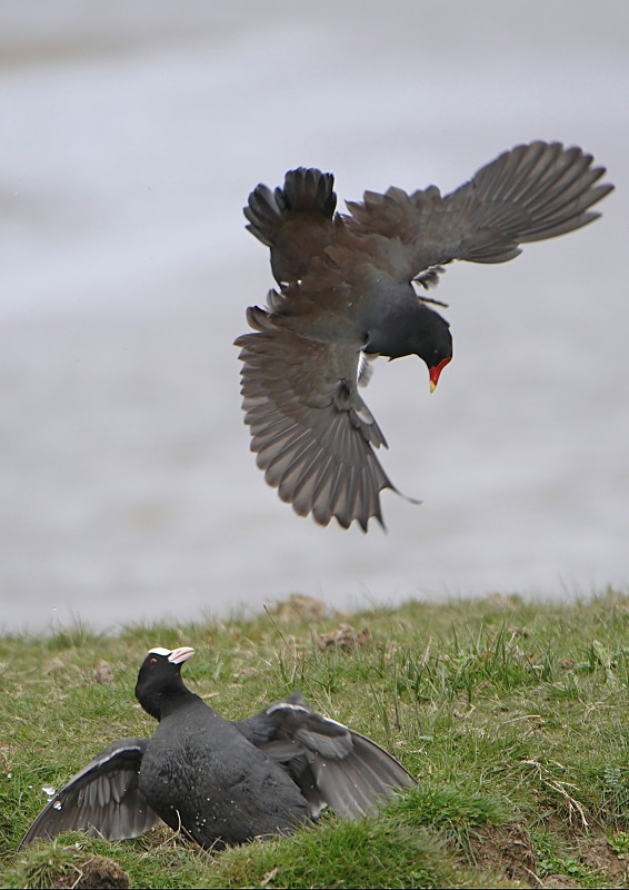 7 - Coot