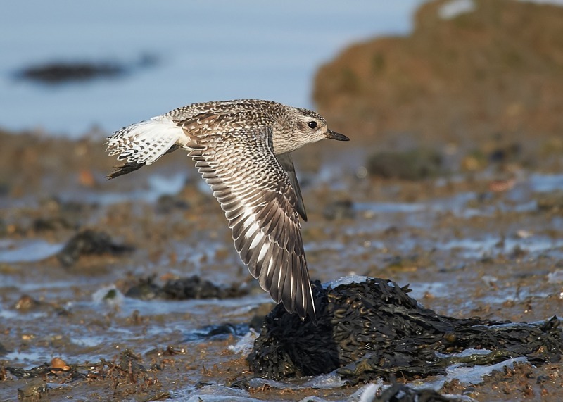 1 - Grey Plover