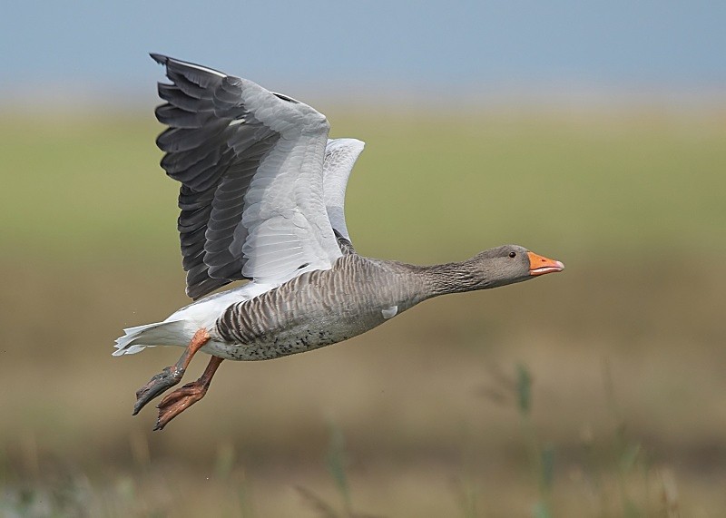 10 - Greylag Goose