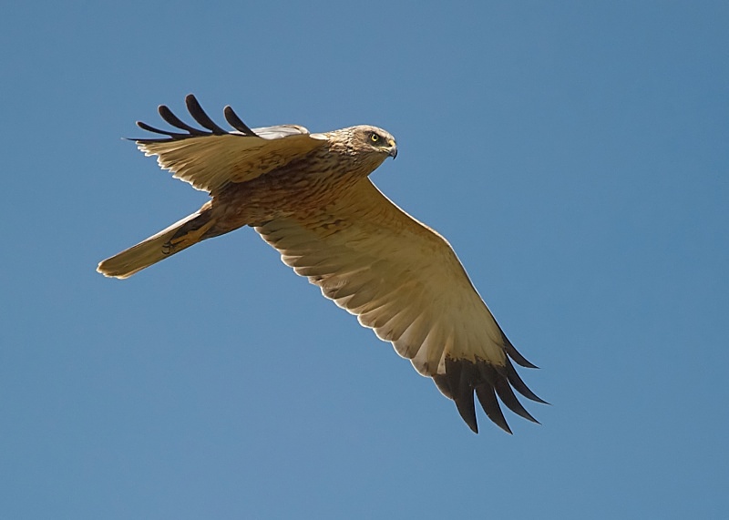 19 - Marsh Harrier