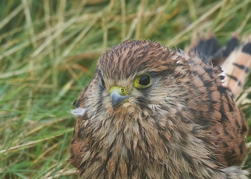 60 - Kestrel