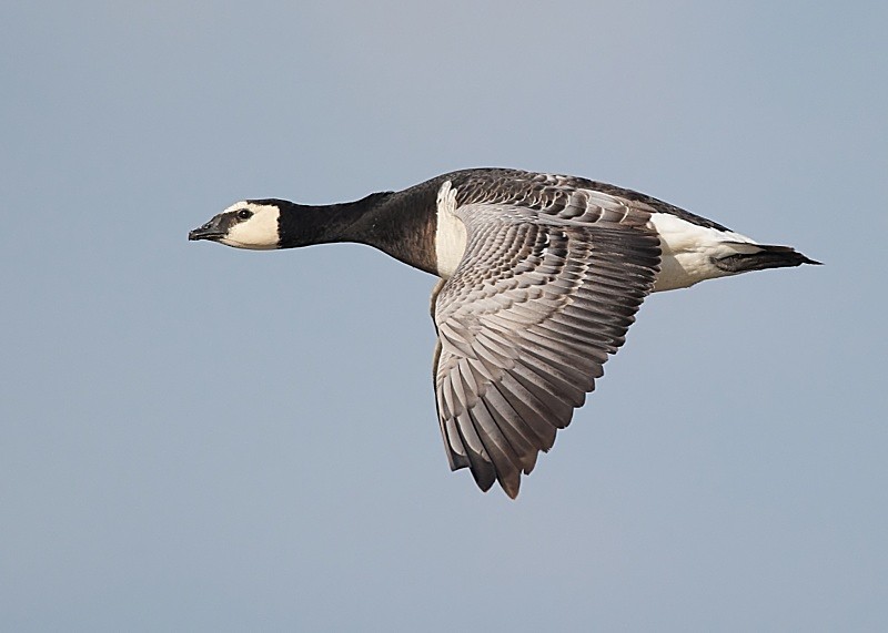 2 - Barnacle Goose