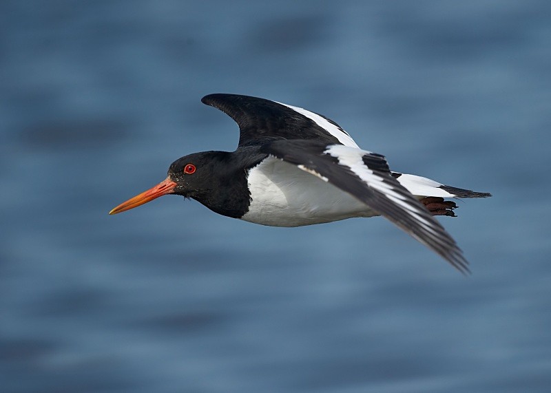 17 - Oystercatcher